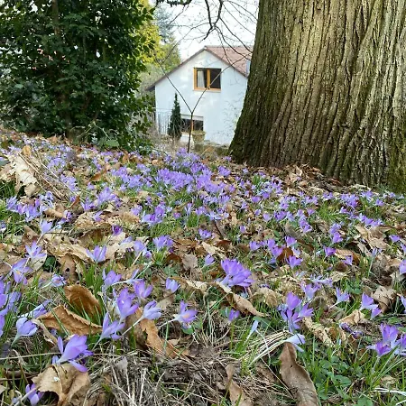 Apartamento Pfaelzer Wald