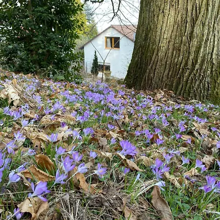 Apartment Pfaelzer Wald