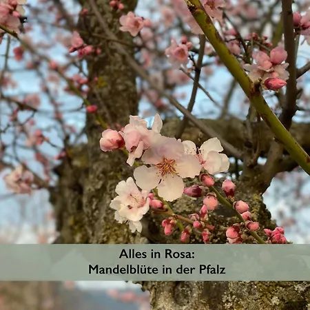 アパート Pfaelzer Wald