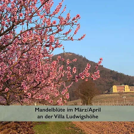 Pfaelzer Wald
