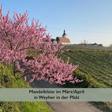 Pfaelzer Wald Weyher