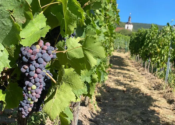 公寓 Pfaelzer Wald Weyher