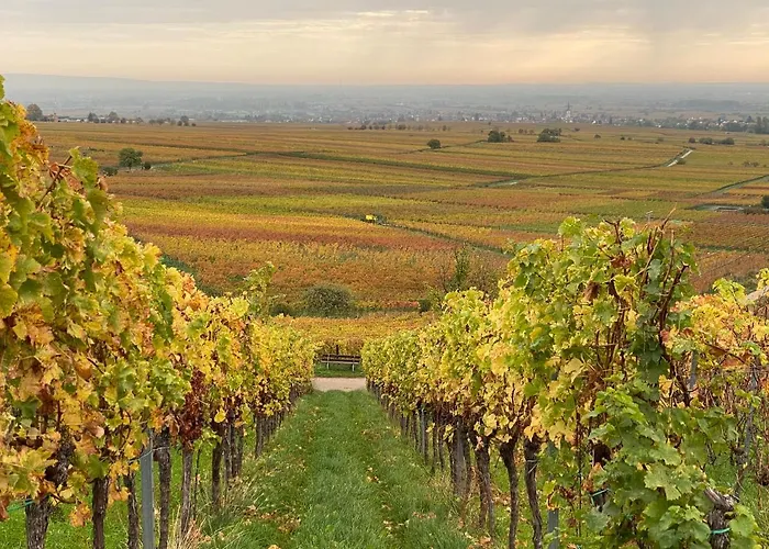 Pfaelzer Wald 公寓 *